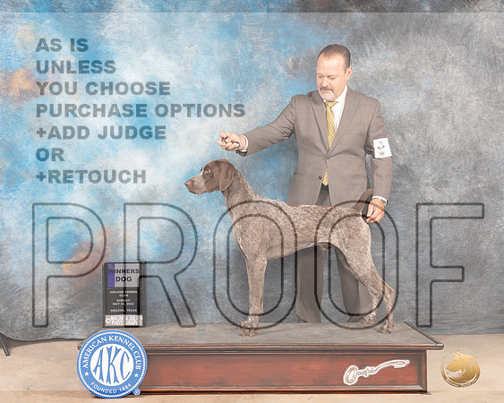 German Shorthaired Pointer #11 Sun WD Judge Gloria Kerr-MMJ_4620-Abilene2022-HR3