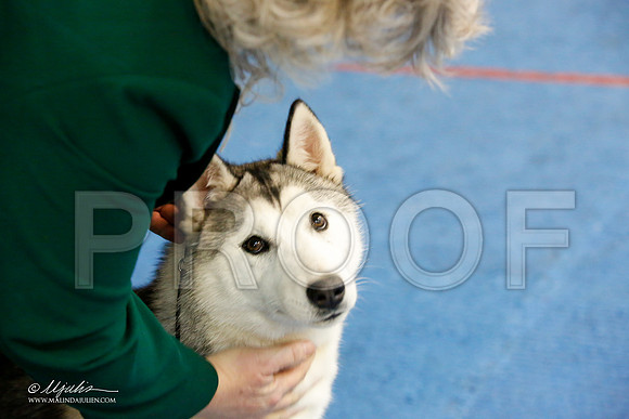 _M3_8660-AddisonHuskyMar2015-HR3
