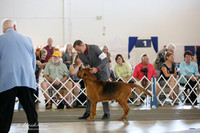 Blood Hound BIS Fri Ring