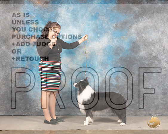 Border Collie Sun Jodie KeenerMMJ_4838_Mdlnd2022_HR3