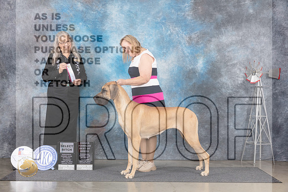 Great Dane #10 Thur SBOHBOB Judge Denise Dean__JP_4831_Amarillo_2024_HR3