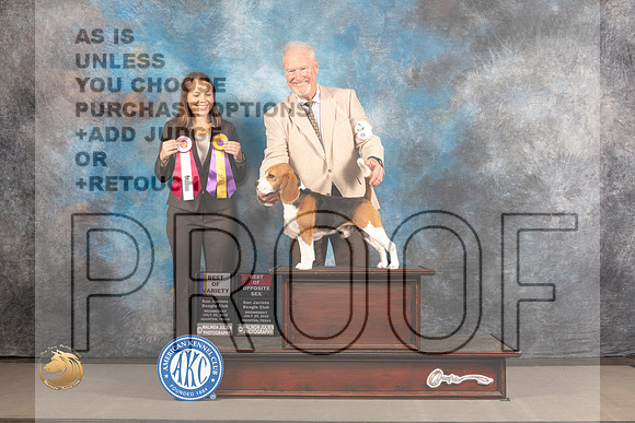 Beagle #7 WED BOV BOS Judge Mary Lee_MJ_2411_Houston_2022_HR3