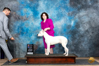Dogo Argentino #7 Sat WBBOWBOS Judge Sharol Candace Way