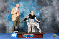 German Shorthaired Pointer #J403 Wed BJr Judge Jon Cole