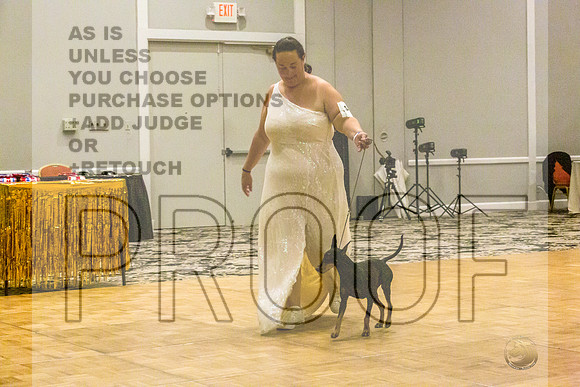 Manchester Terrier MTOY Candids-JJL_2320-Hstn2022_HR3