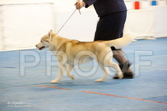 _M3_1204-AddisonHuskyMar2015-HR3