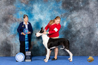 Great Dane #J759 WED BJr Judge Cathy De La Garza