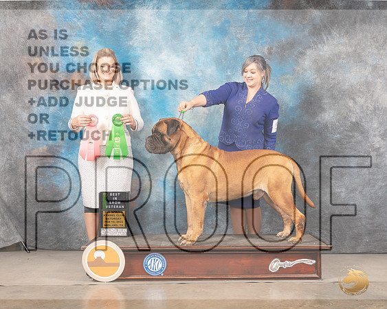 Bullmastiff #5 Sat VetBIS Judge Holly LeftwichMMJ_4640_Mdlnd2022_HR3