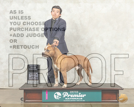 American Pit Bull Terrier #885 Sun RGCh Judge Ronald Sacca__MJ_9386_Premier_2022_HR3