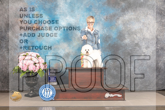 Bichon Frise #12 FRI WB BOW NCH Major Judge Polly Smith_MJ_5053_Houston_2022_HR3