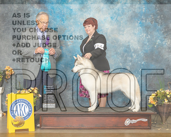 Siberian Husky #14 Thur OHBIS Judge John Wade-MMJ_9182-NWARK2022-HR3