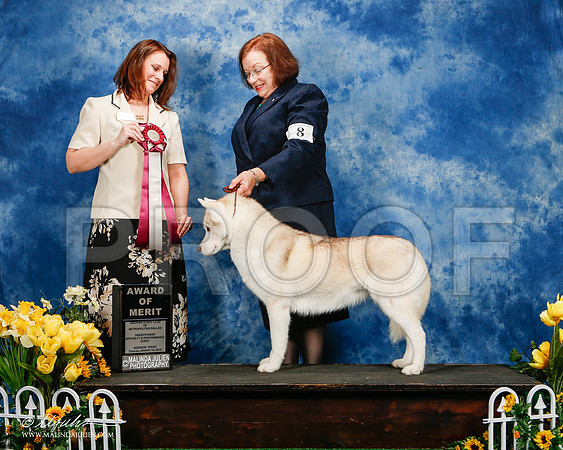 _ST_4131-2-AddisonHuskyMar2015-HR3