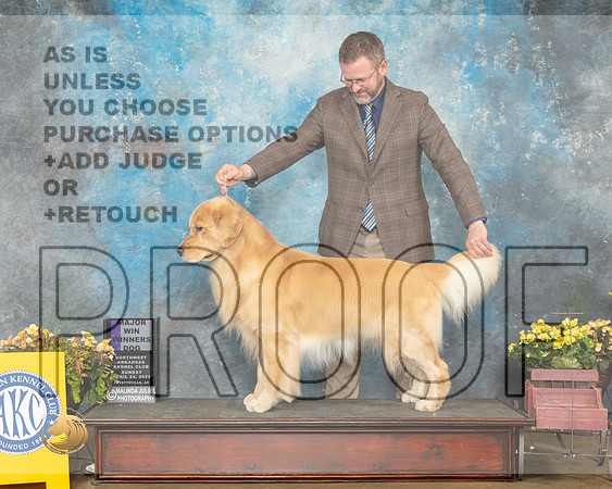 Golden Retriever #29 Sun WD Judge Laurie Telfair-MMJ_1381-NWARK2022-HR3