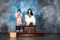 American Eskimo #257 Sat GCHBOB Judge Nancy Gallant