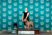 Chinese Shar Pei #1179 Thur NtlTJr4th Judge Kathie Short