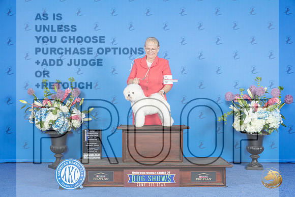Bichon Frise #8 SUN WB BW NC M Judge Douglas Johnson__JP_0636_Houston_2024_HR3
