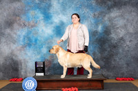 Labrador #11 Sat RWD Judge Nikki Riggsbee