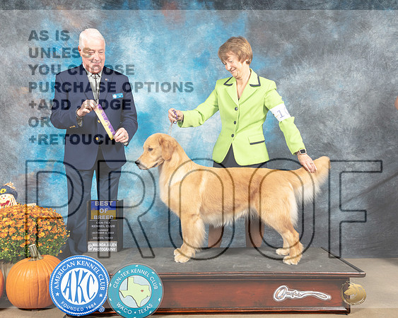 Golden Retriever #10 Sun BOB Judge Steve Keating-_MJ_6455e_Belton2022-HR3