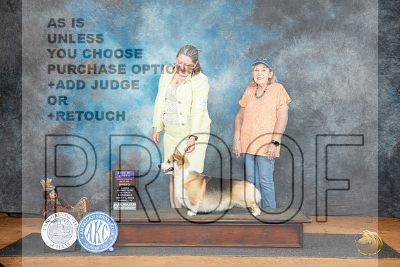 Pembroke Welsh Corgi #15 Fri BOBOHBOB Judge Denise Dean__JP_7620_MARSHALL_2024_HR3