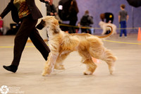 Afghan Hound Sat Ring