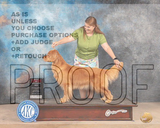 Golden Retriever #6 Sat BOS Judge Eric Liebes-MMJ_3938-Abilene2022-HR3