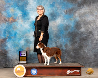 Miniature American Shepherd #8 Sat WB Judge Judy Brown