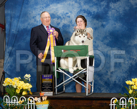 _ST_4215-AddisonHuskyMar2015-HR3