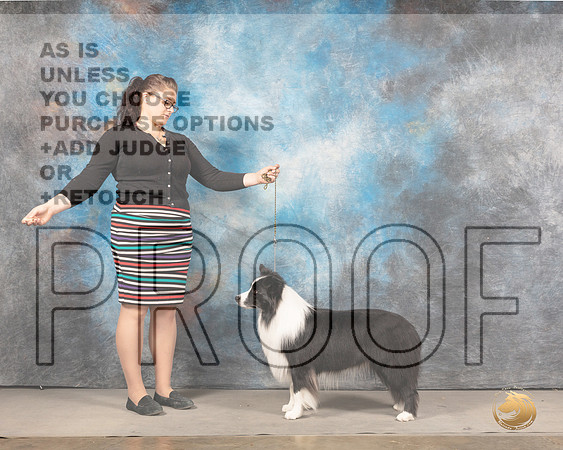 Border Collie Sun Jodie KeenerMMJ_4853_Mdlnd2022_HR3
