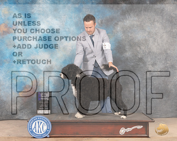Portuguese Water Dog #10 Sun WBM Judge Eric Liebes-MMJ_4868-Abilene2022-HR3