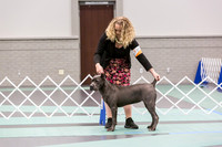 Cane Corso Ring Fri Ring 1