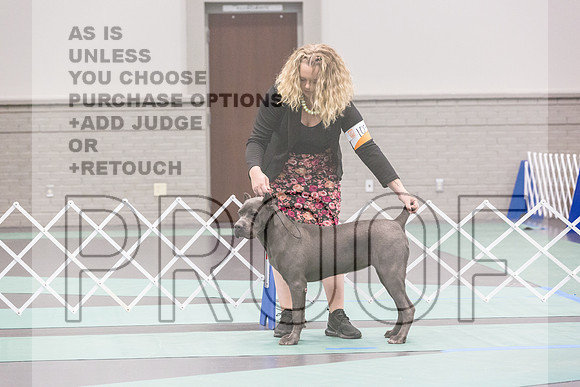 Cane Corso Ring Fri Ring 1_JJL_4950_UKCLNGVIEWOCT2024_2024_HR3