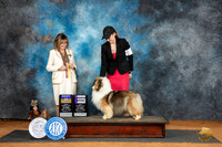 Shetland Sheepdog #12 Sat WBBOB Judge Sheryl Kendrick