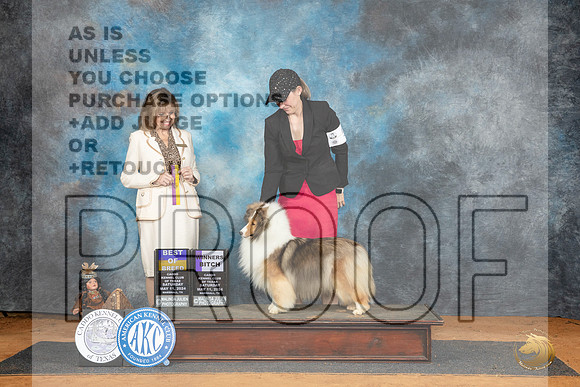 Shetland Sheepdog #12 Sat WBBOB Judge Sheryl Kendrick__JP_8342_MARSHALL_2024_HR3