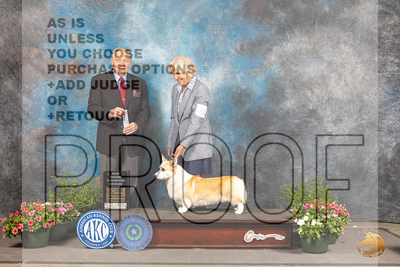 Pembroke Welsh Corgi #8 Sat SBBGCh Judge David Bolus_MJ_0880_SA_2022_HR3