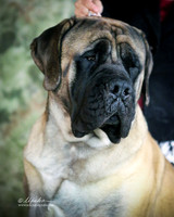 Mastiff #? Sat Custom Portrait Colette Livingston San Angelo Nov 2013