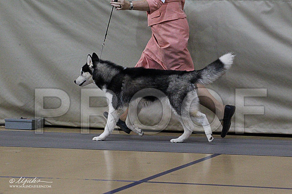 Husky-1359