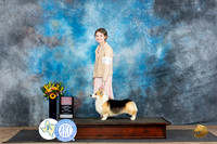 Pembroke Welsh Corgi #J5 Fri NJr1  Judge Janet Parcel