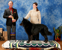 Belgian Sheepdog #15 Sat BOB reshoot