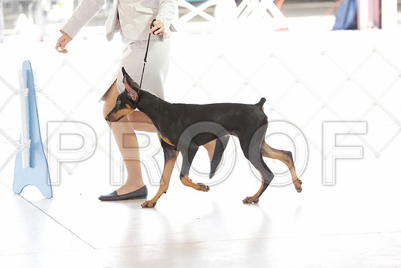 dobe-9772-CntnOct13-HR