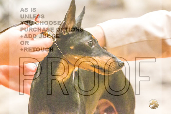 Manchester Terrier MTOY Candids-JJL_2374-Hstn2022_HR3