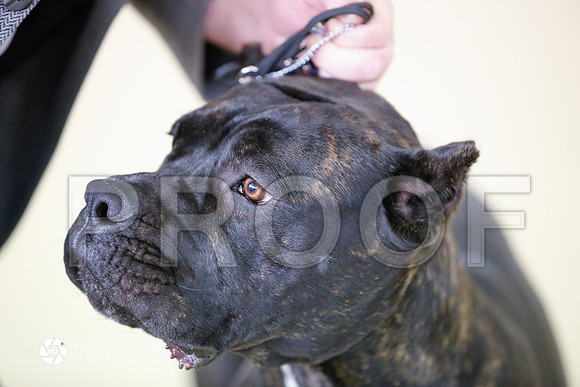 Cane-6042-HtoJan14-HR