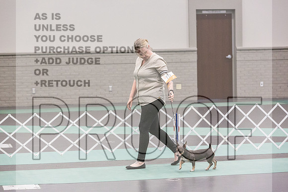 Teddy Roosevelt Terrier Rings Fri Ring 1_JJL_6536_UKCLNGVIEWOCT2024_2024_HR3