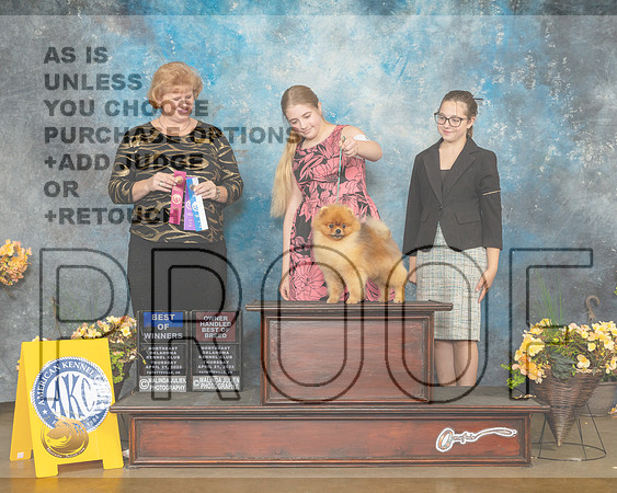 Pomeranian #11 Thur OHBOBWD Judge Betty Pollock-MMJ_8690-NWARK2022-HR3