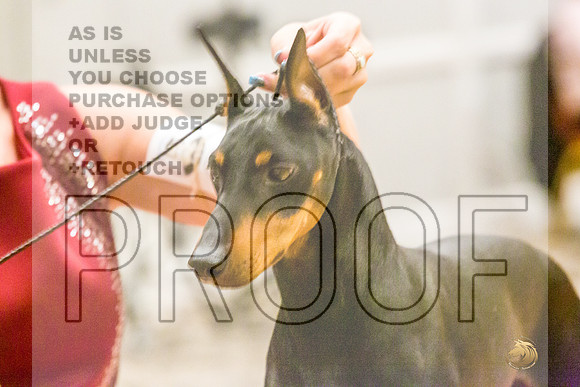 Manchester Terrier MTOY Candids-JJL_2163-Hstn2022_HR3