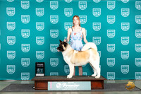 Akita #1131 Fri GCHclass Judge Stephanie Mueller