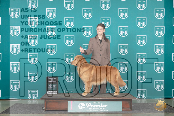 Golden Retriever #970 #969__JP_2104_Premier_2024_HR3