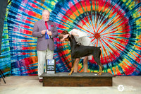Doberman Pinscher #6 Fri BOW Sarah Heinemann, DVM & Laura Jones Judge Guy Jeavons