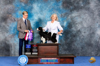 English Cocker Spaniel #8 WED WB BOW BOS BOBOH Judge Wood Wornall
