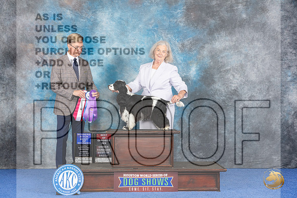 English Cocker Spaniel #8 WED WB BOW BOS BOBOH Judge Wood Wornall__JP_7127_Houston_2024_HR3