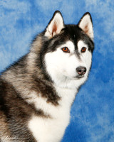 #10 Carolyn Brown Lonnie Therapy dog